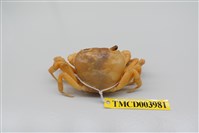 藏品(拉氏清溪蟹)的圖片